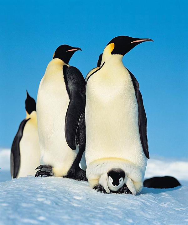 Семейство императорских пингвинов