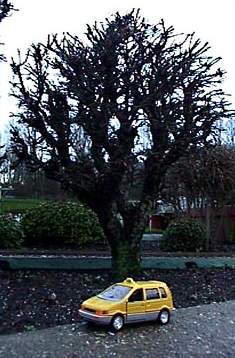 Карликовое дерево и микроскопический автомобиль