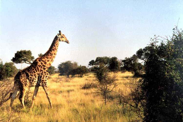 Жираф. Национальный пейзажный Парк Крюгер