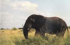 Слон. Национальный пейзажный Парк Крюгер