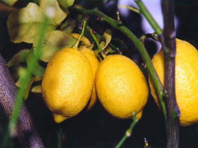 Валенсия - лимонно-апельсиновый рай