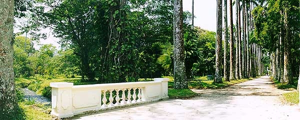 Главная аллея ботанического сада Рио